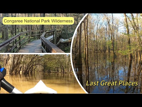 Video: Suid-Carolina se Congaree Nasionale Park