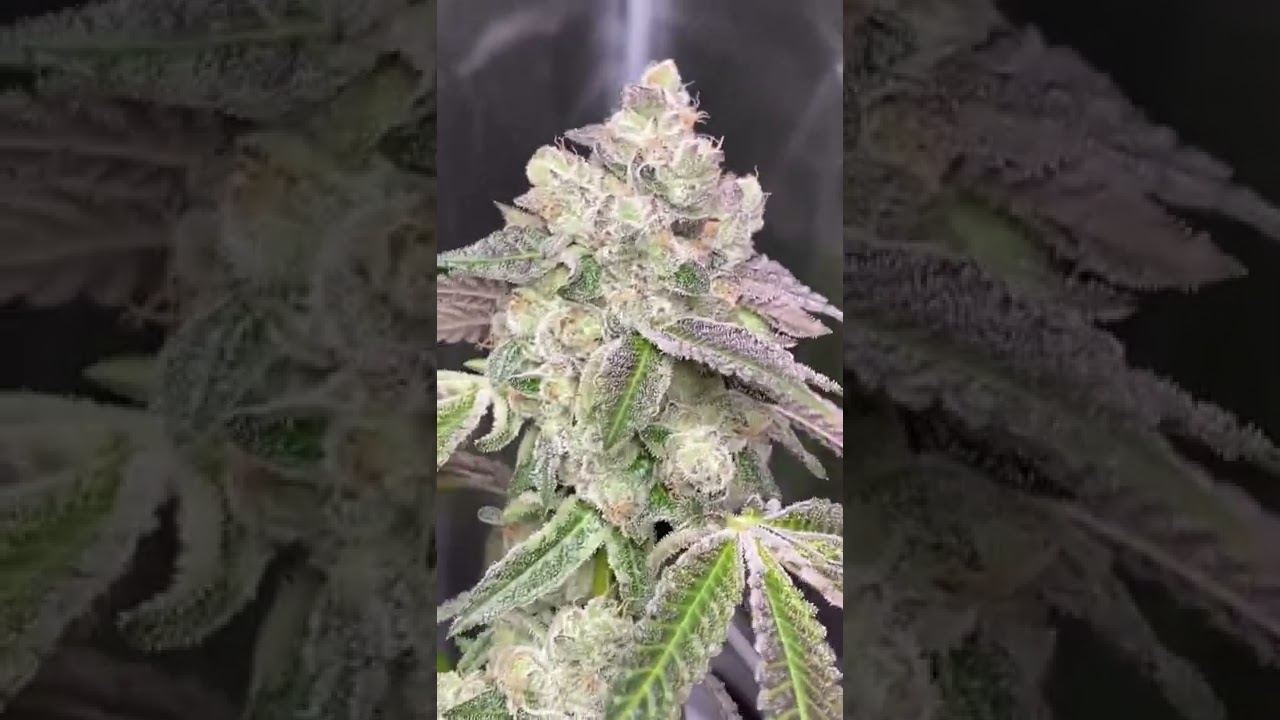 CocktailZ - Maitai x Runtz - Clearwater Genetix