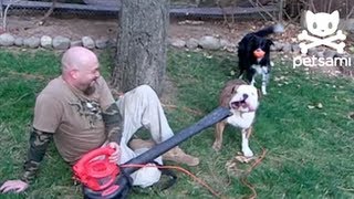 Bulldog's lips flap from leaf blower