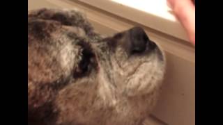 Snout Soother - No more Crusty Dog Nose for Kodi Bear! screenshot 4