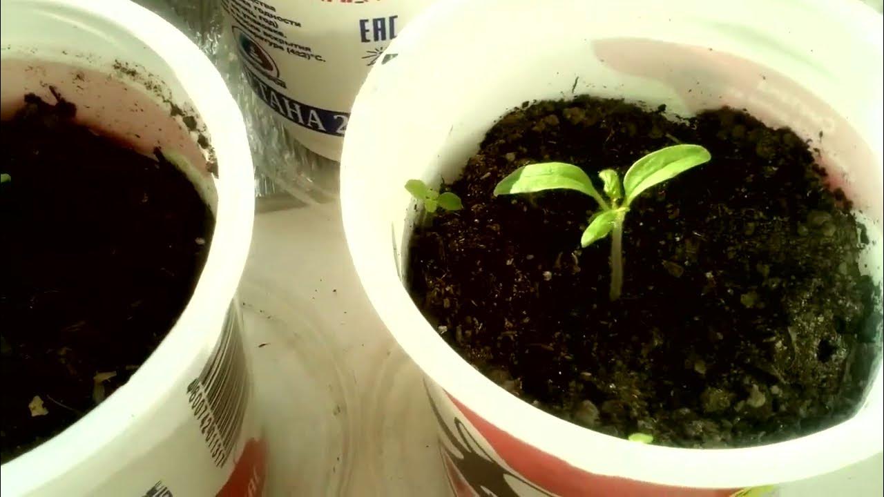 Посев семян на рассаду. Посев семян помидоров на рассаду в марте. Чем подкормить рассаду помидор и перца. Посадка семян томатов видео. Горчица перед посадкой томатов.