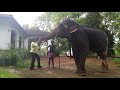 Sri Lankan Elephant jump.. six people killed by this giant ...