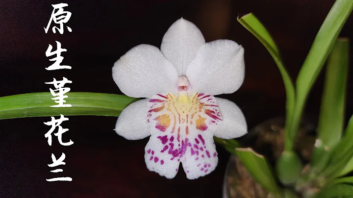 Sophie's Garden  Miltoniopsis phalaenopsis 'John L...
