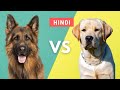 German Shepherd Vs Labrador: Which One Is Best | Hindi | Dog Breed Comparison