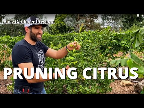 DON'T PRUNE YOUR CITRUS TREES like you do your Deciduous Fruit Trees! How to Prune Citrus