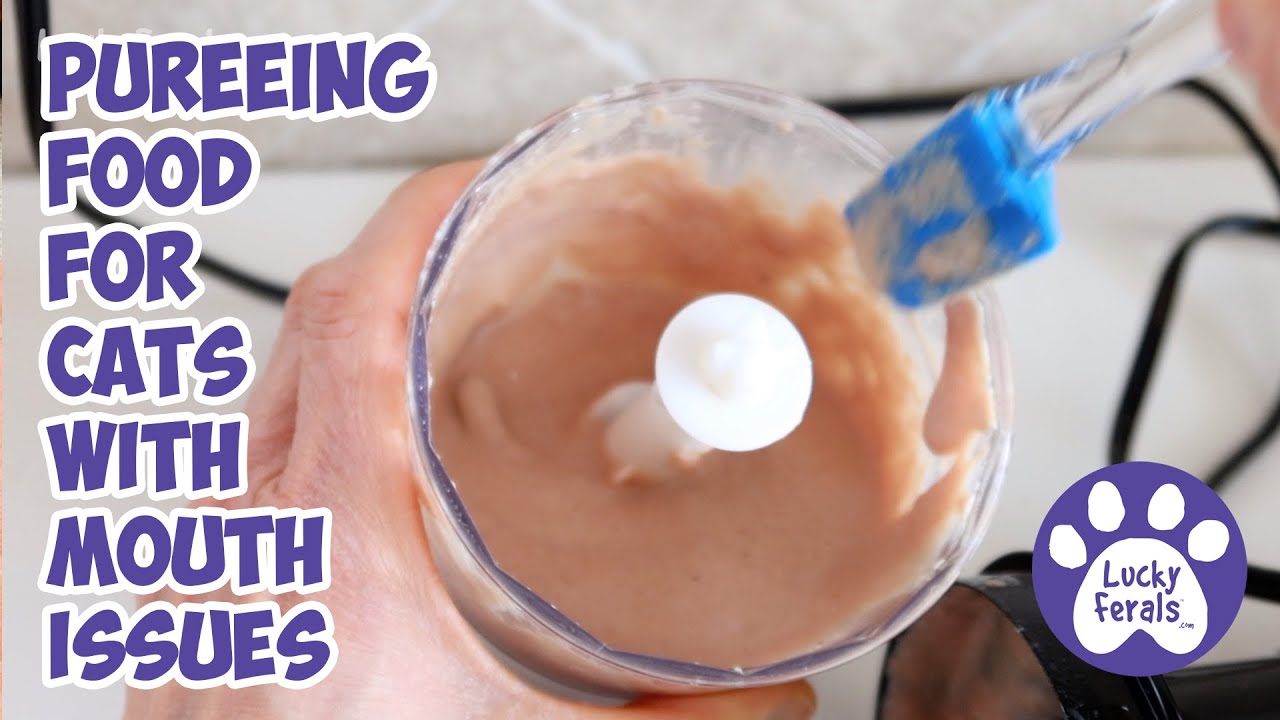 How I Puree Food For A Cat With Mouth Issues Lucky Ferals S5 E20