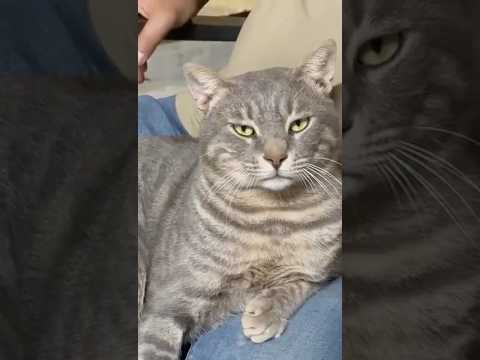 Secret Behaviors Of The World S Biggest Cats