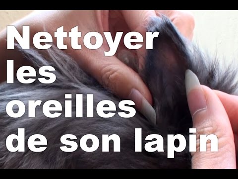 Vidéo: Comment détecter le diabète chez les chiens : 8 étapes (avec photos)