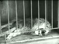 Charlie chaplin  the lions cage