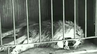 Charlie Chaplin - The Lion's Cage