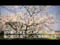 【桜咲く頃】 唄 サスケ  カヴァ- 唄:さだひろし