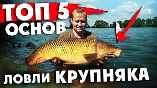 видео: 🔥Как ЛОВИТЬ только КРУПНЫХ КАРПОВ? ТОП 5 СЕКРЕТОВ-СОВЕТОВ как УКРУПНИТЬ РЫБУ от ПУГАЧА! Карп на ФЛЭТ картинка: 🔥Как ЛОВИТЬ только КРУПНЫХ КАРПОВ? ТОП 5 СЕКРЕТОВ-СОВЕТОВ как УКРУПНИТЬ РЫБУ от ПУГАЧА! Карп на ФЛЭТ