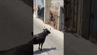 Cómo va esta n18 de la paloma a subir al muro detrás de navarret #toros #bull #torosbravos #bravura
