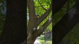 squirrel