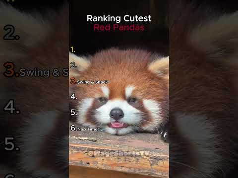 Ranking Every Cute Red Panda Moment Here #redpanda #shorts #wholesome