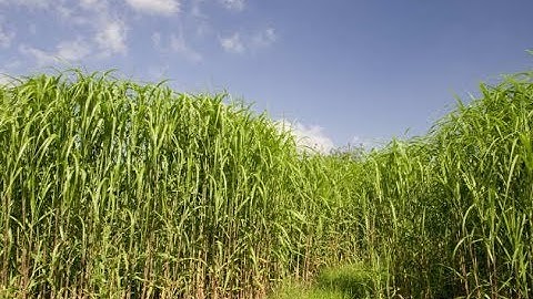 BECCS deployment - a reality check