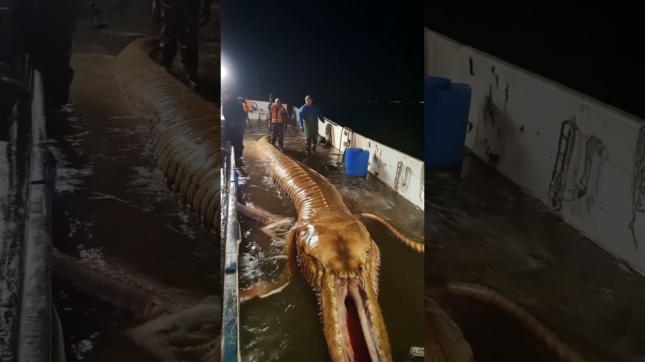 Giant Mysterious Sea Creature CAUGHT On Camera 