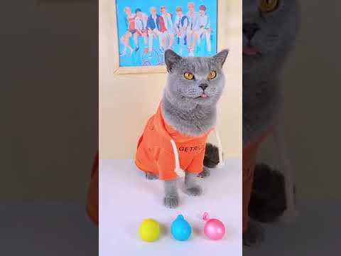 Super Creative Balloon Cakes!🎈🍰😋 | Cat Cooking Food TikTok #funnycat #catsoftiktok #shorts