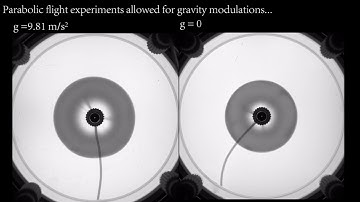 Chemical Flowers: buoyancy-driven instabilities under modulated gravity