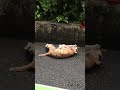 猫のケンカ