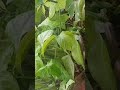 how to grow  money plant from cutting