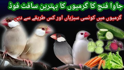 Java Sparrow Ka Garmiyon Ka Soft food||جاوا فنچ کا گرمیوں کا سافٹ فوڈ