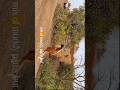Savandurga trek | around bangalore | things to do | climbing | monolith