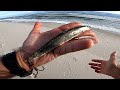 Striped bass fishing with the sardine daiwa salt pro minnow  sinking sp minnow s15