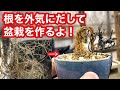 小品紫式部盆栽・すぐに売り切れ・根上がり・挿木・植替え・針金かけ・やじま園@盆栽タネ