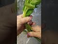 VID 16 IVY #ivy  #ivyplants  #growivyplants #diy