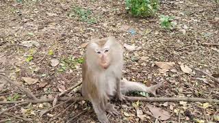 Wild Monkeys Short-tail and Long-tail Playing for Fun