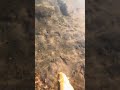 Rainbow trout release. Don’t mind the toes