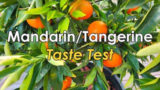Taste Test of Mandarins or Tangerines Picked from My Cocktail Citrus Tree | Clementine Mandarin (品尝) Mandarin Tangerine Tasting Notes