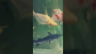 MONSTER CATFISH AQUARIUM IRIDESCENT SHARKS , TIGER SHOVELNOSE CATFISH #fish #fishtank #aquarium #yt