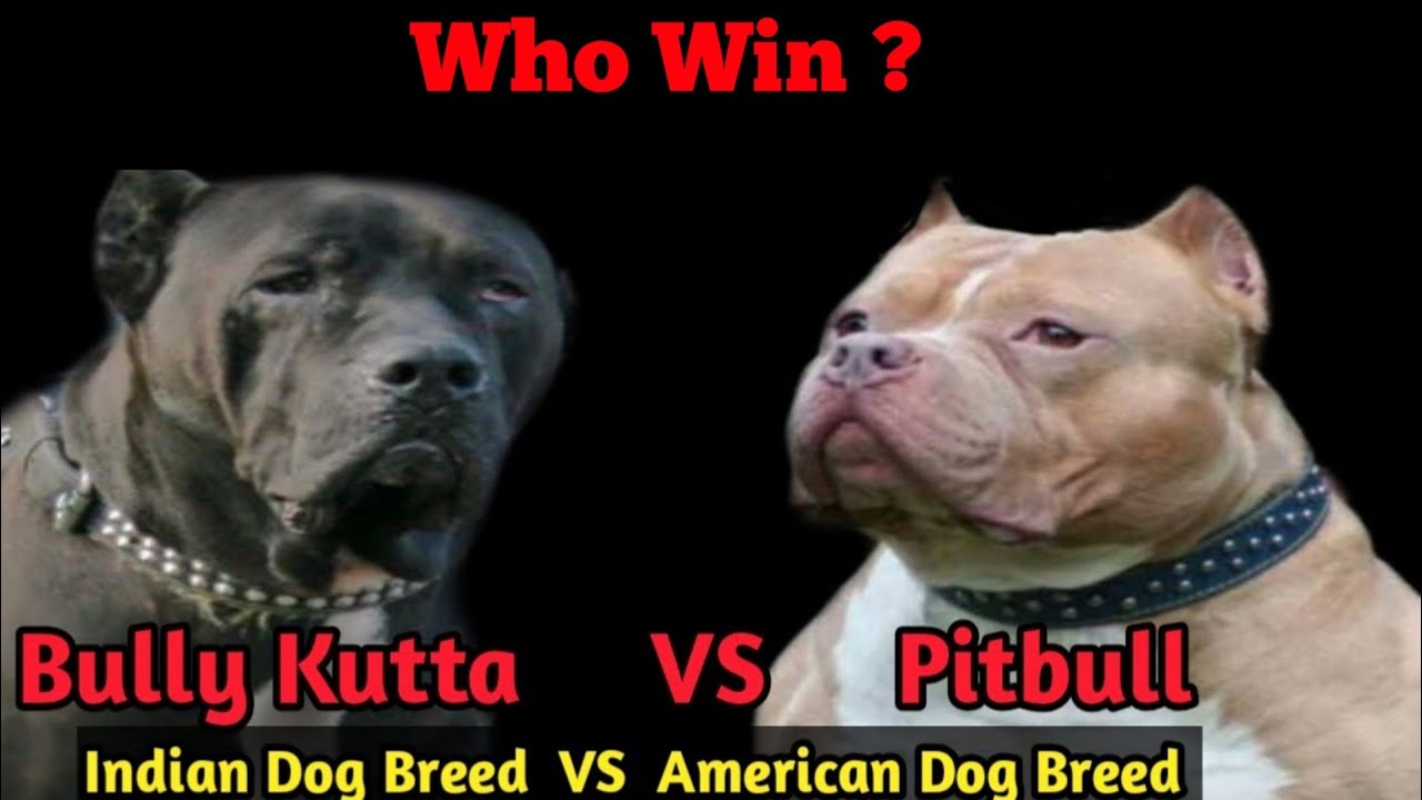 bully kutta dog fight video