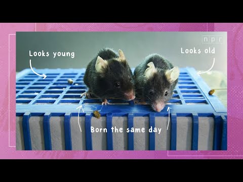 Video: Scientists Have Successfully Tested An Anti-aging Drug On Mice - Alternative View