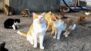 【今週のボツ動画】短い野良猫動画まとめて公開2021/10/4w