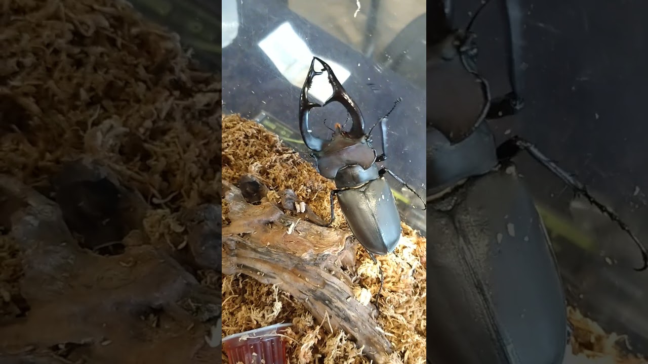Amazing! Over 100mm size Biggest and Beautiful ❤️ Stag Beetle in