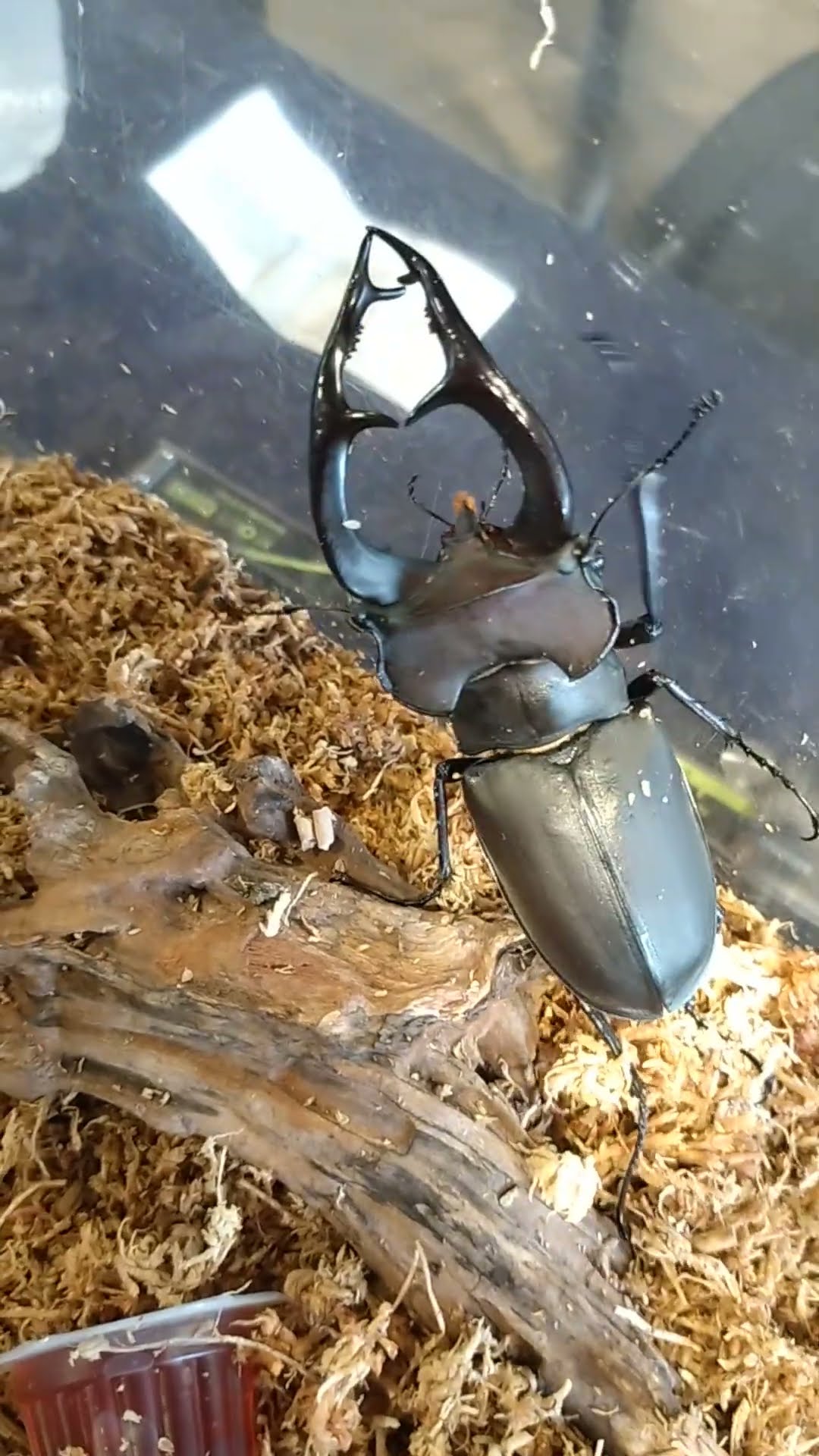 Amazing! Over 100mm size Biggest and Beautiful ❤️ Stag Beetle in