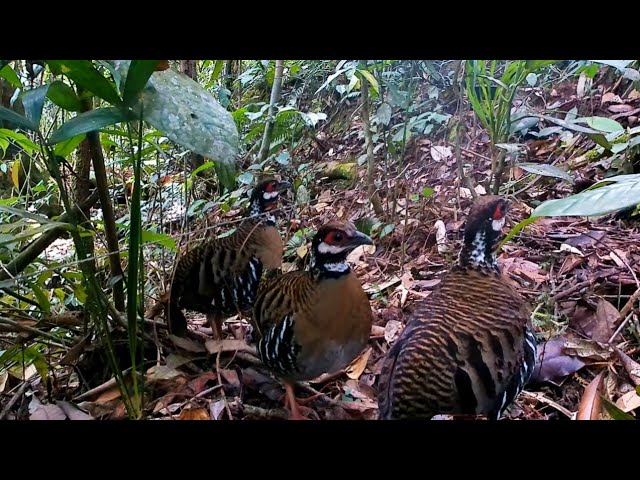 Sound Bird trap Arborophila rubrirostris class=