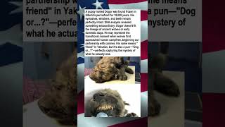 18,000-Year-Old Puppy Found Frozen In Siberia
