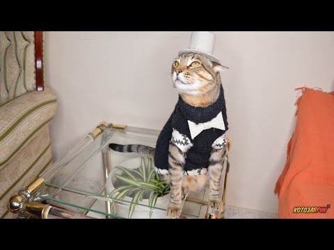 Почему кот не набирает вес