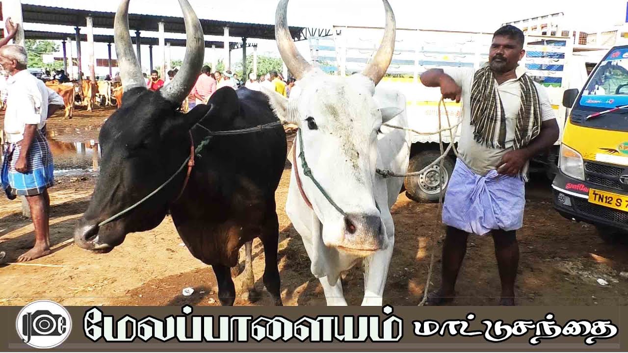 Melapalayam mattu santhai | மேலப்பாளையம் மாட்டு சந்தை - YouTube