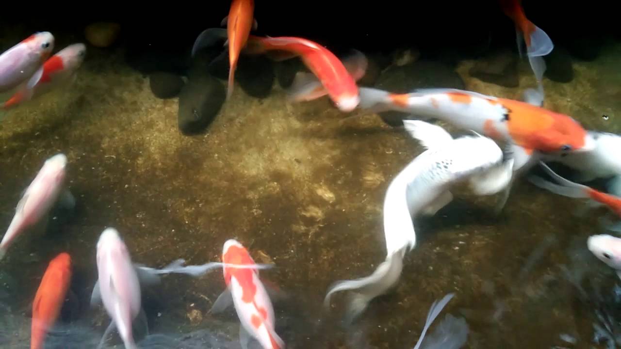 Ikan kumpai dan ikan comet YouTube