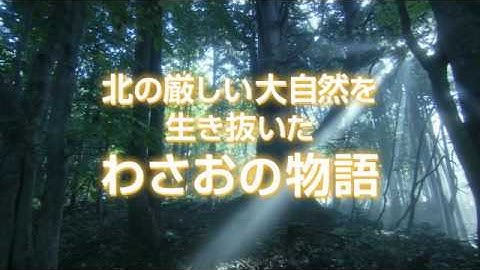 映画『わさお』特報
