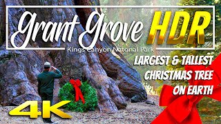 Colossal Christmas Tree | Grant Grove in Kings Canyon National Park 4K HDR