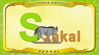 Multipedia Zwierząt. Litera S - Szakal