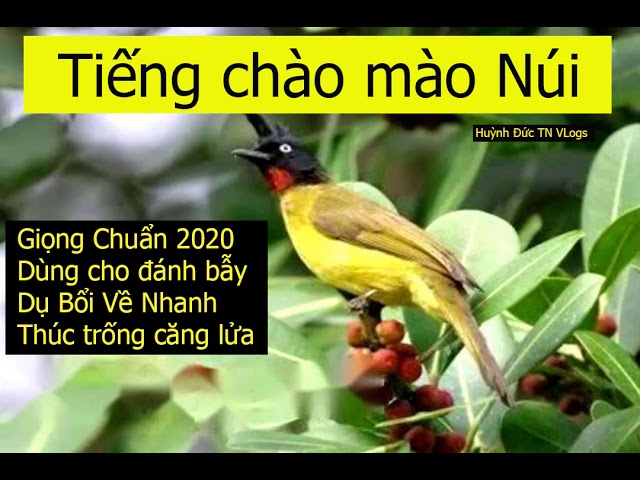 Tiếng Chim Chào Mào Núi Giọng Chuẩn Mới Nhất 2020- Huỳnh Đức Tn Vlogs -  Youtube