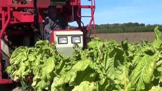 Tobacco harvesting in southern Ontario, Canada.