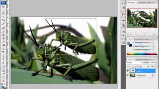 Working with Layers - Photoshop CS3